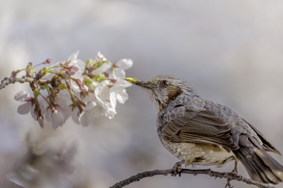 Brown-eared Bulbul - ML633840045