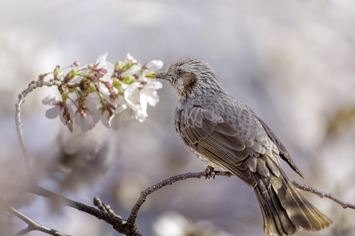 Brown-eared Bulbul - ML633840046