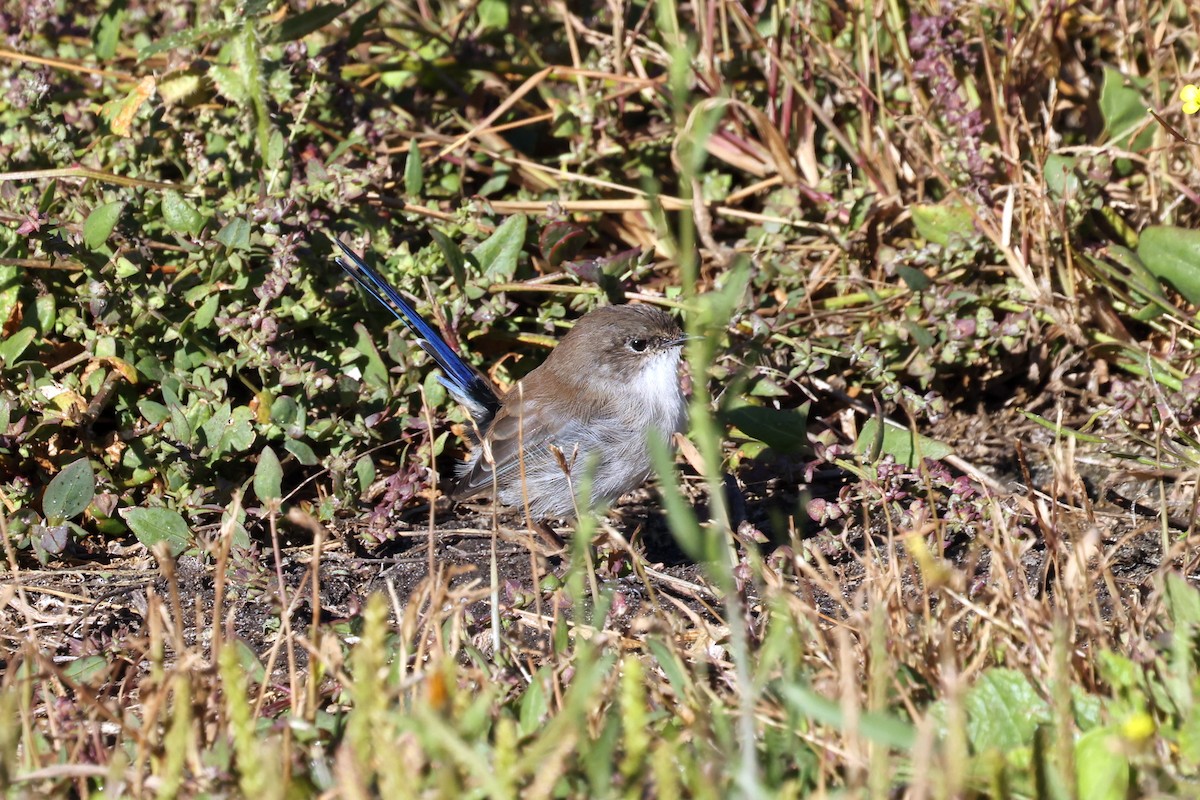 Superb Fairywren - ML633840131