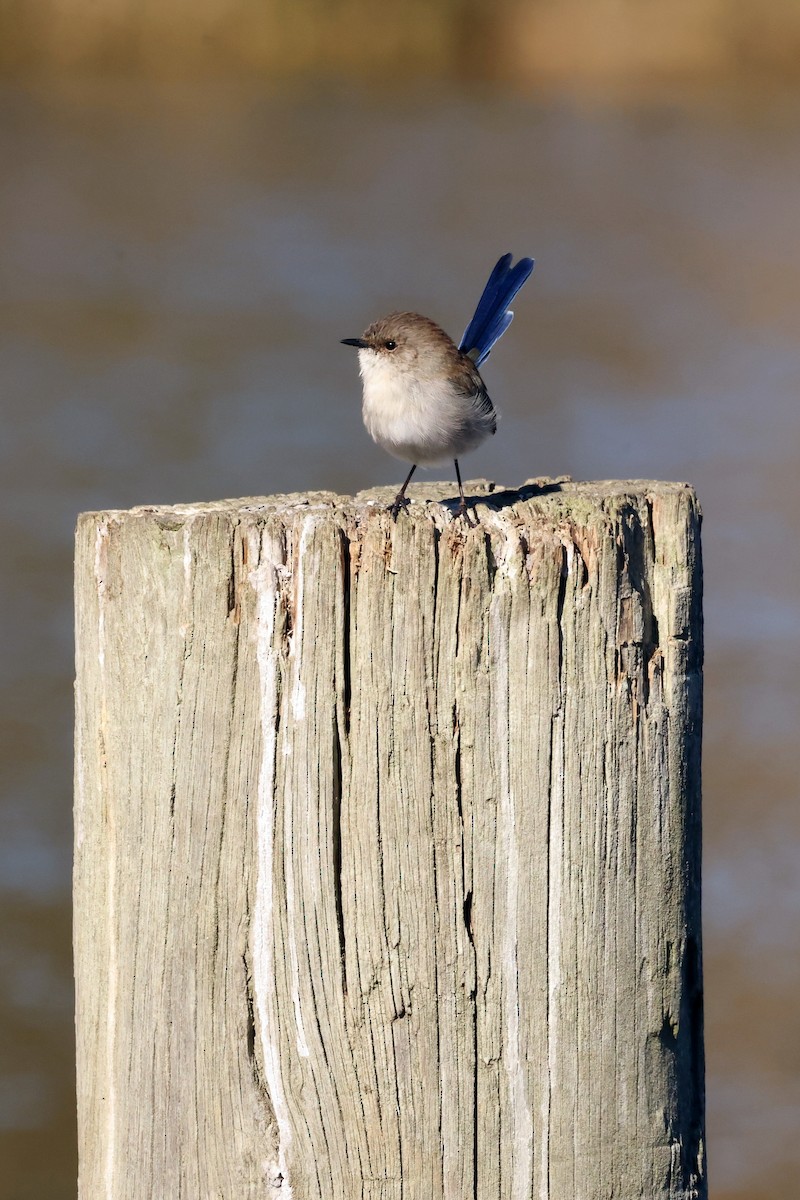 Superb Fairywren - ML633840132