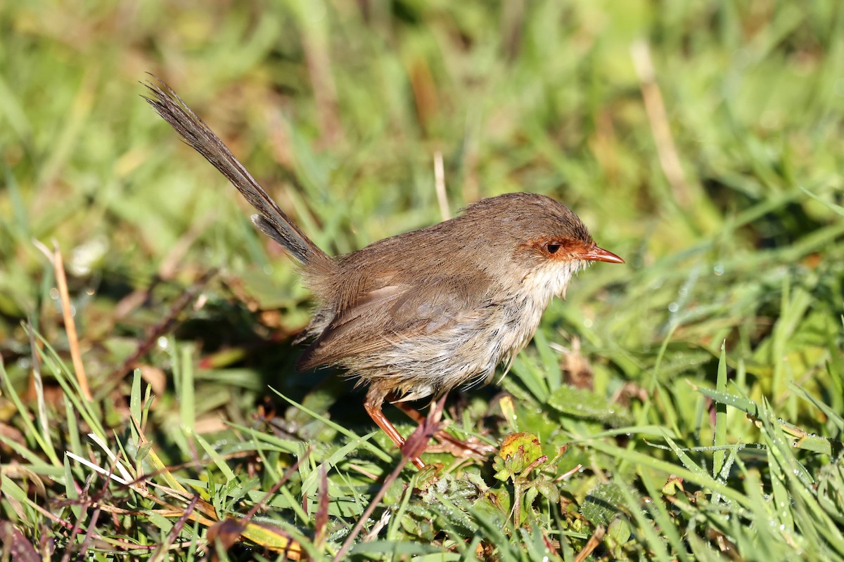 Superb Fairywren - ML633840133