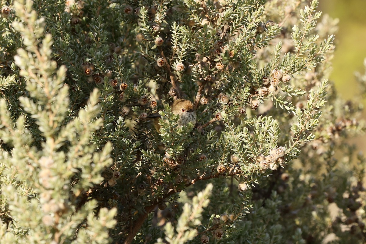 Brown Thornbill - ML633840136