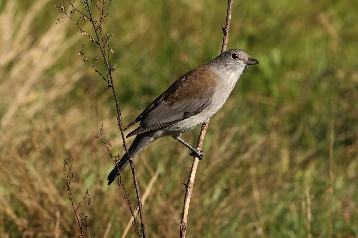 Gray Shrikethrush - ML633840139