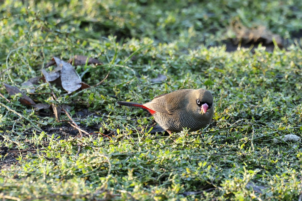 Beautiful Firetail - ML633840142
