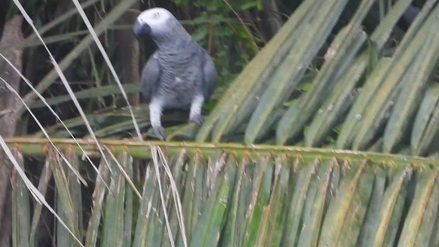 Gray Parrot - ML633840157