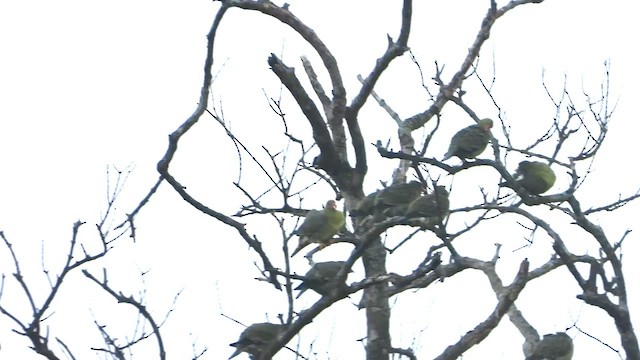 African Green-Pigeon (African) - ML633840158