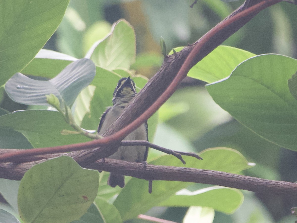 Yellow-throated Tinkerbird - ML633840281