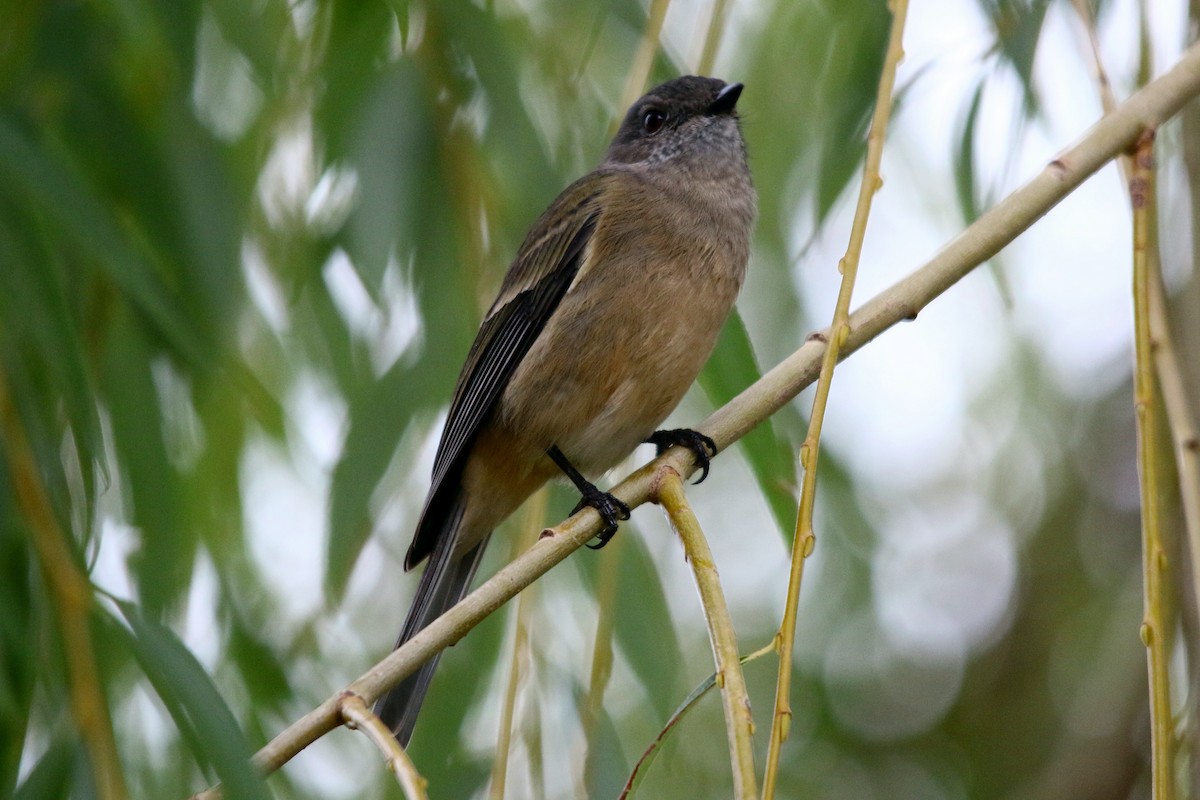 Golden Whistler - ML633840360