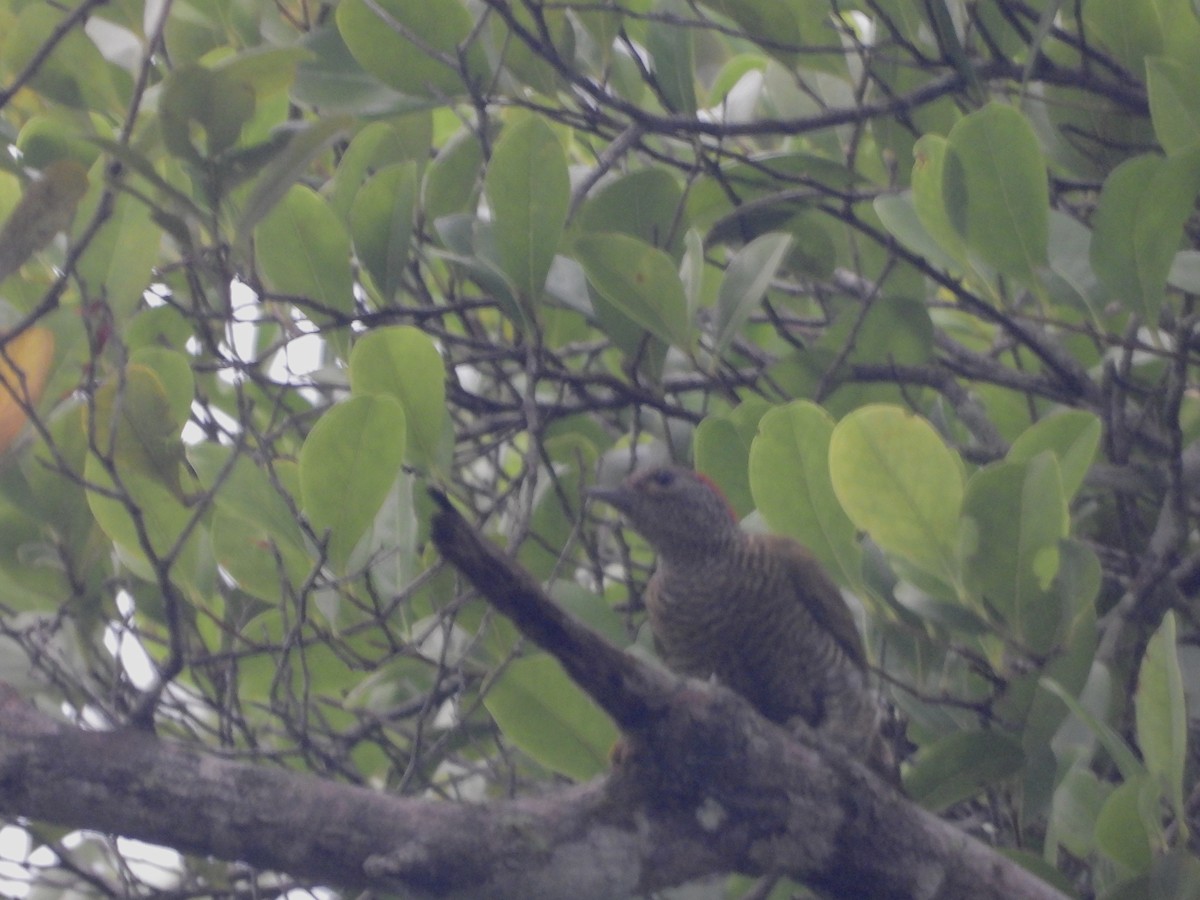 Green-backed Woodpecker - ML633840370