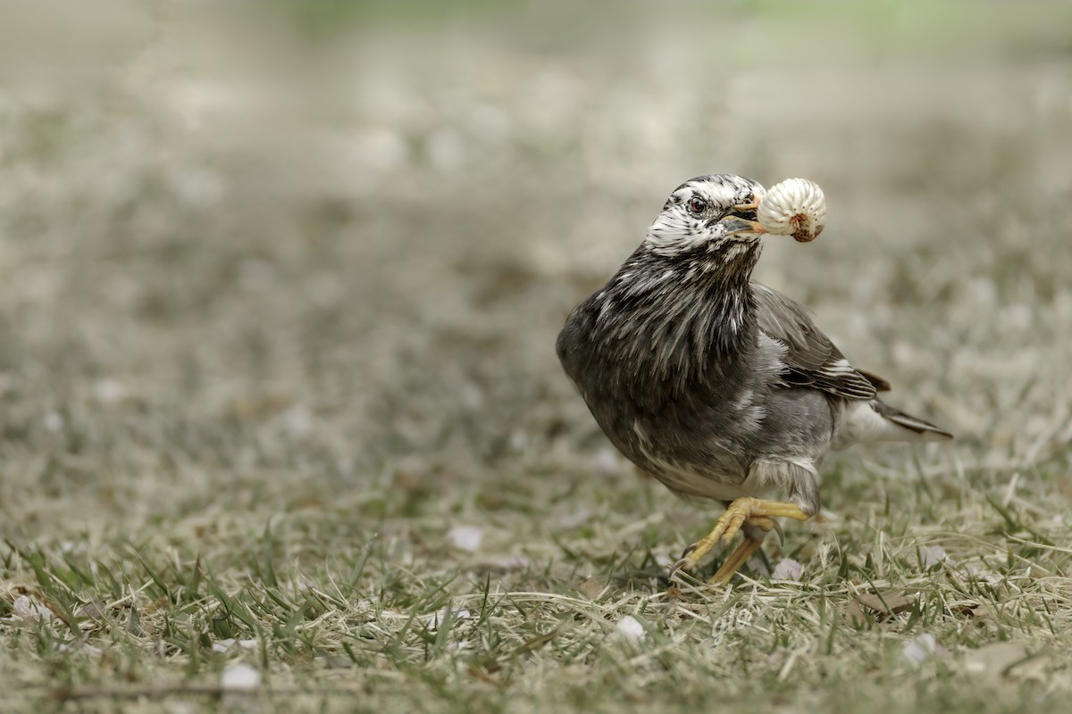 White-cheeked Starling - ML633840408