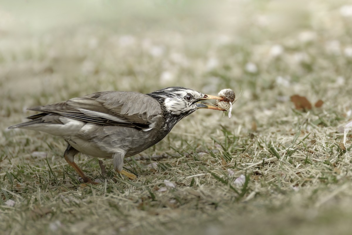 White-cheeked Starling - ML633840409