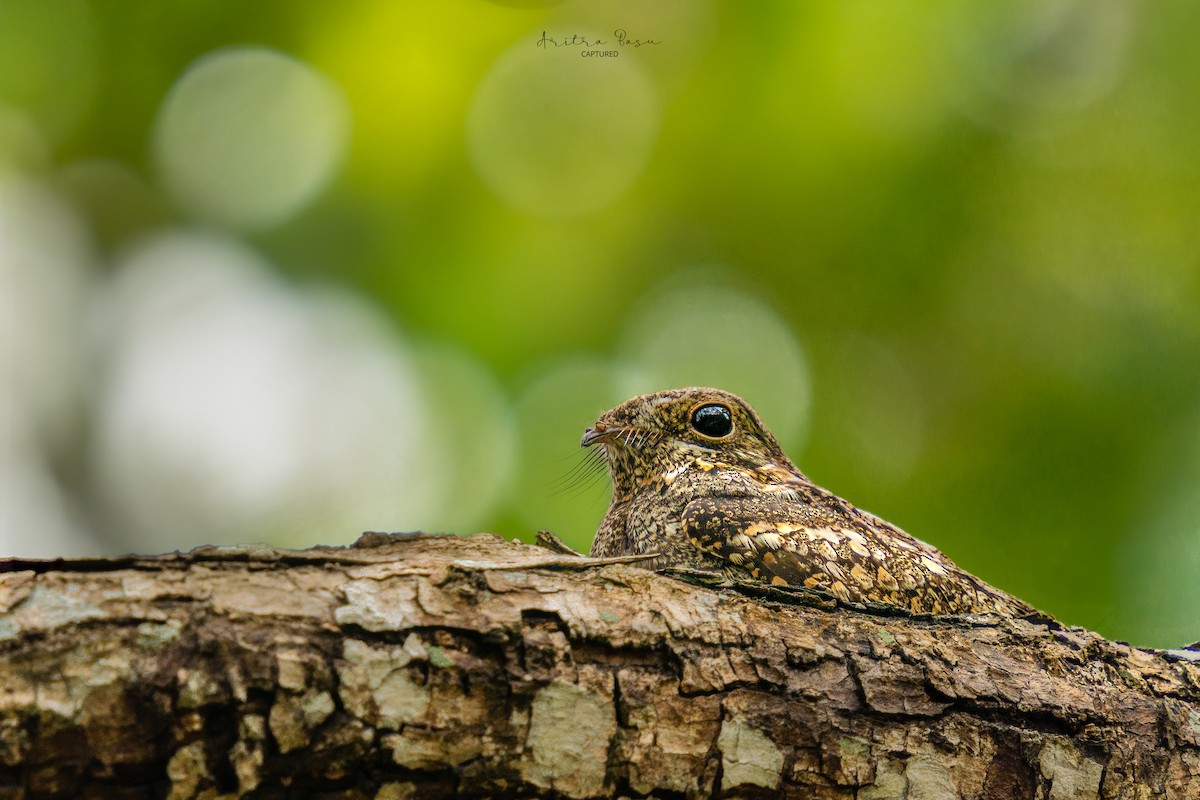 Jungle Nightjar - ML633840477