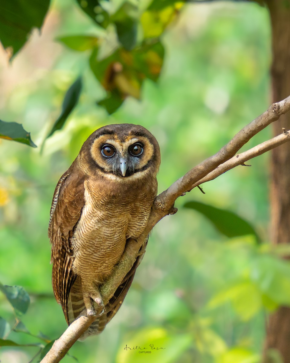 Brown Wood-Owl - ML633840484