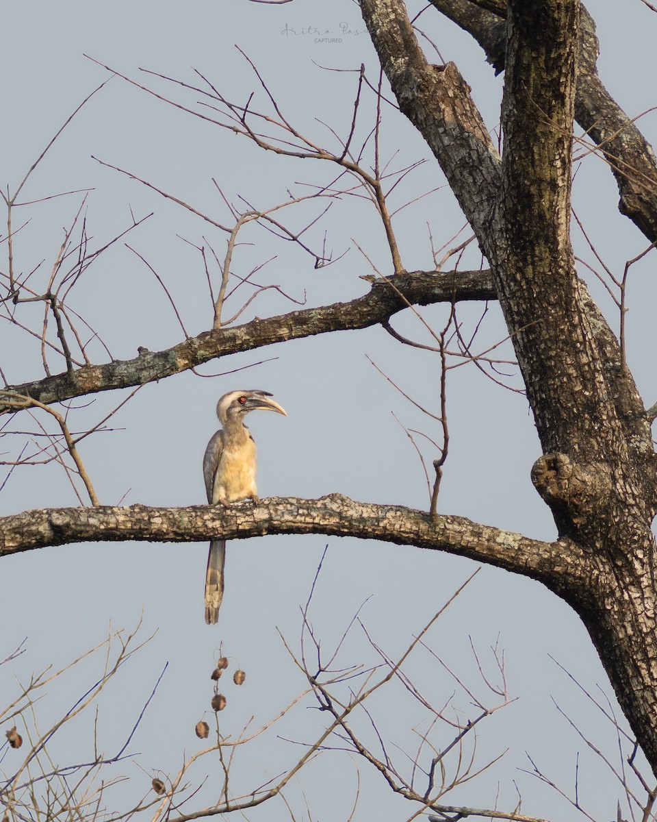 Indian Gray Hornbill - ML633840549