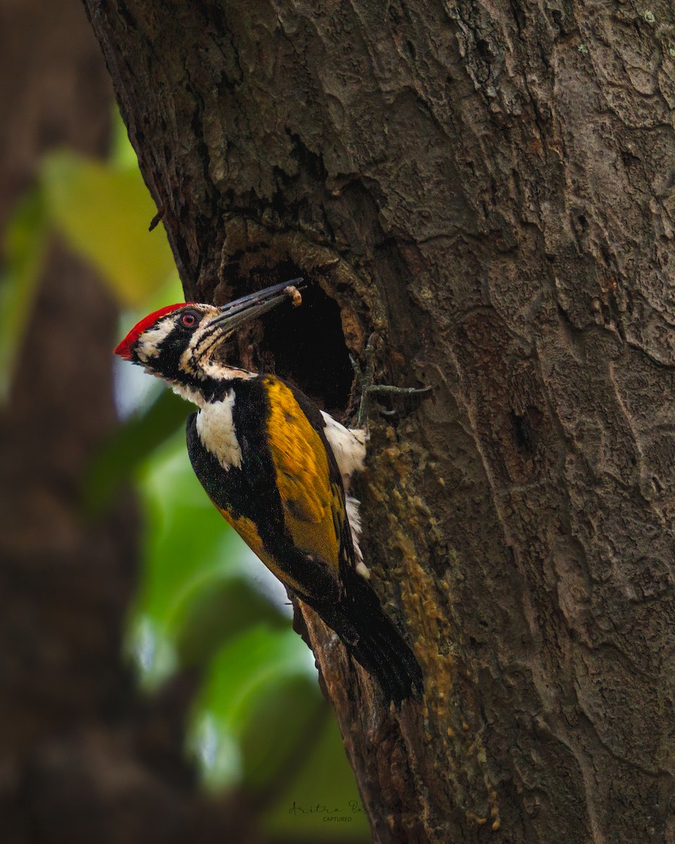White-naped Woodpecker - ML633840559