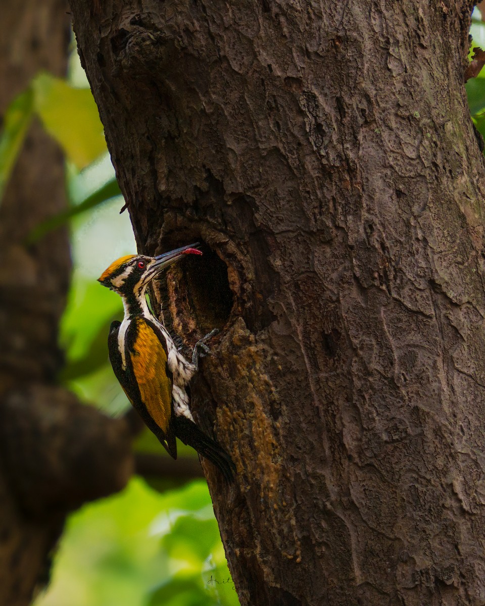 White-naped Woodpecker - ML633840560
