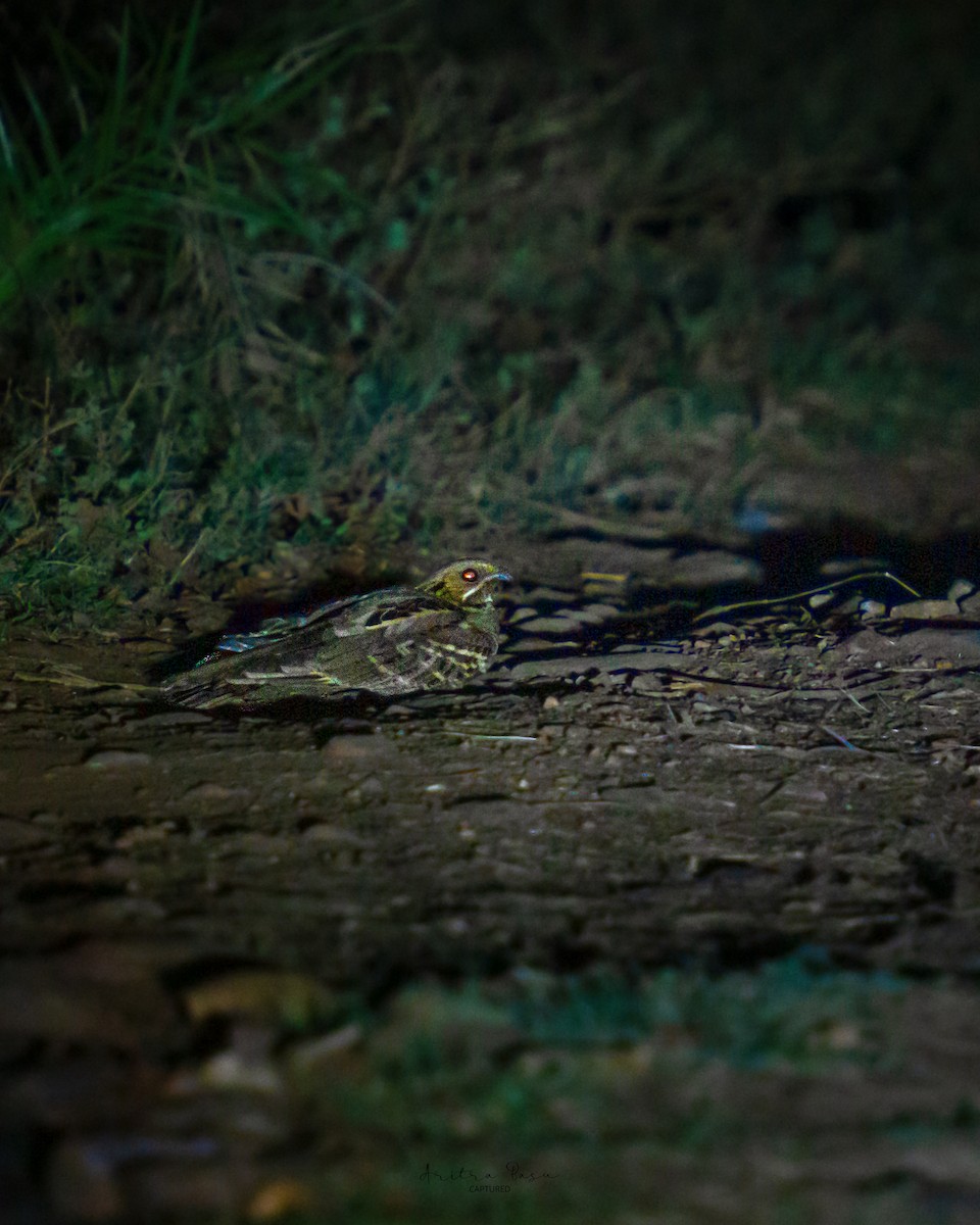Jerdon's Nightjar - ML633840575