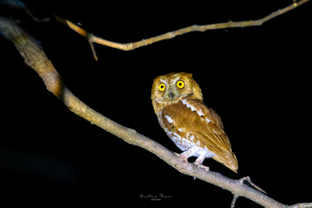 Oriental Scops-Owl - ML633840577