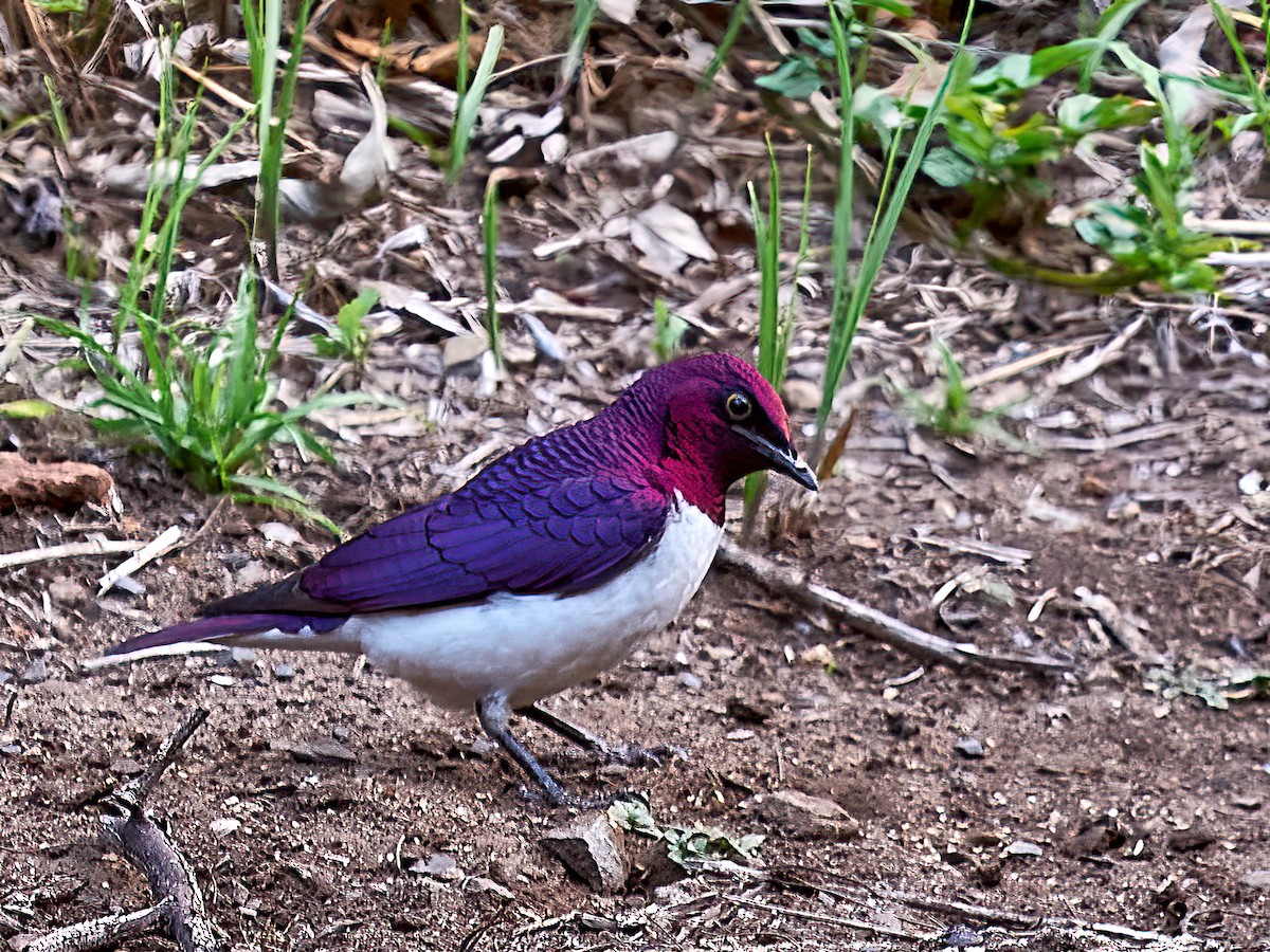 Violet-backed Starling - ML633840602