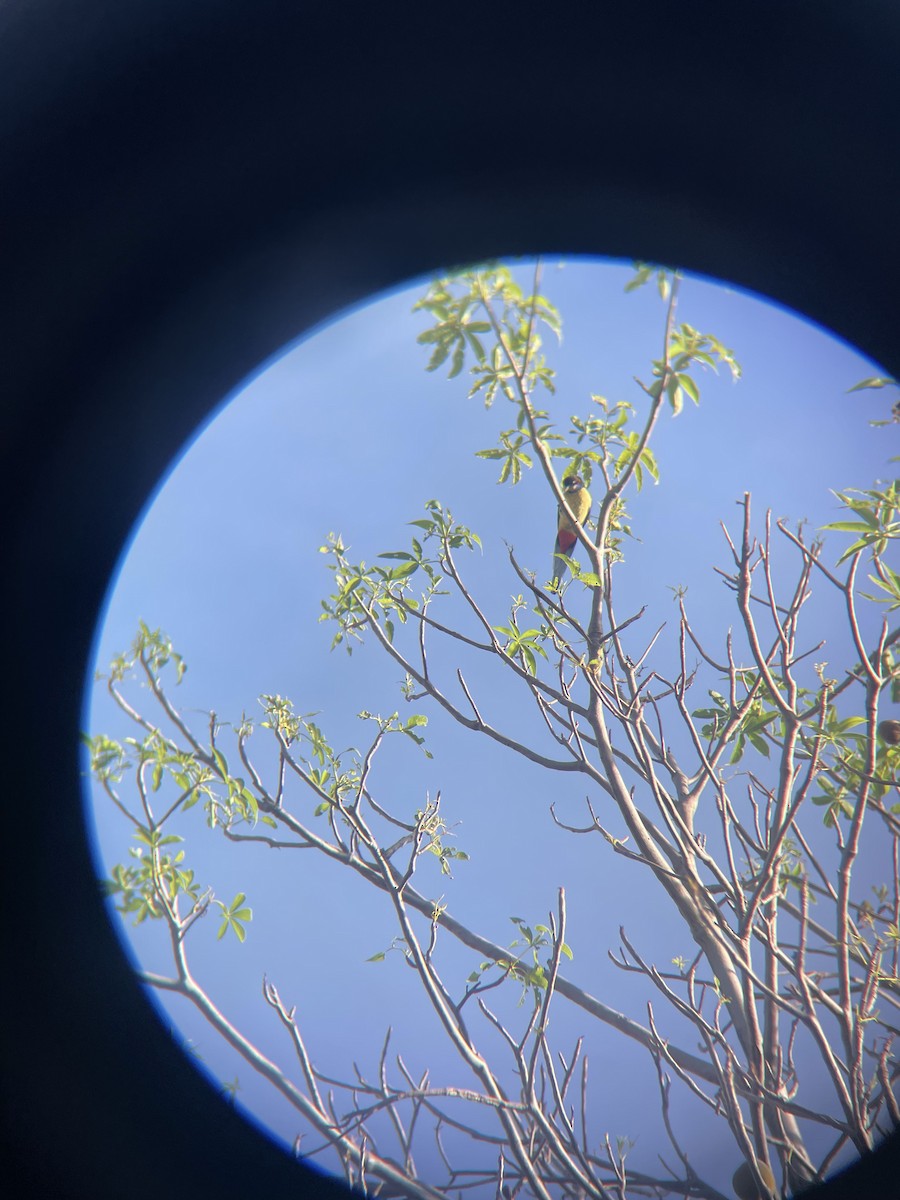 Northern Rosella - ML633840758