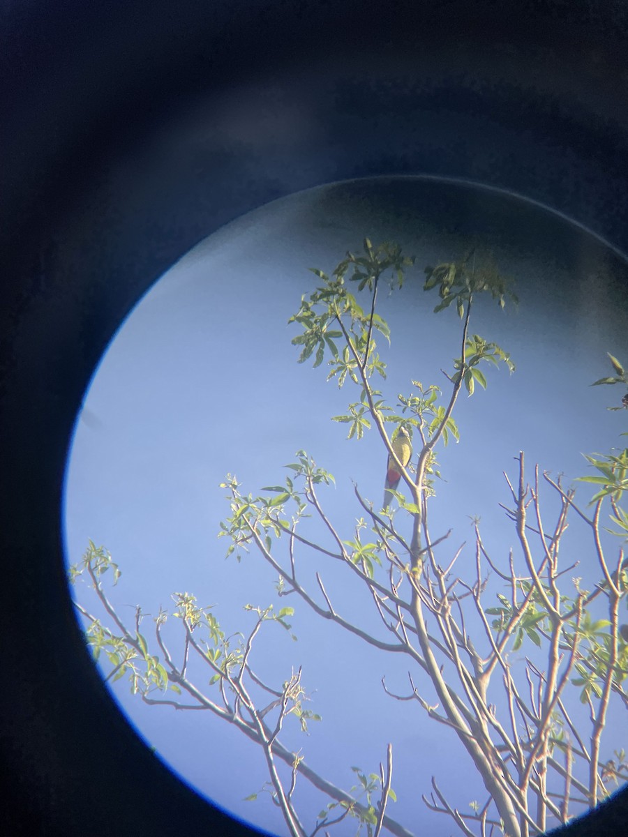 Northern Rosella - ML633840759