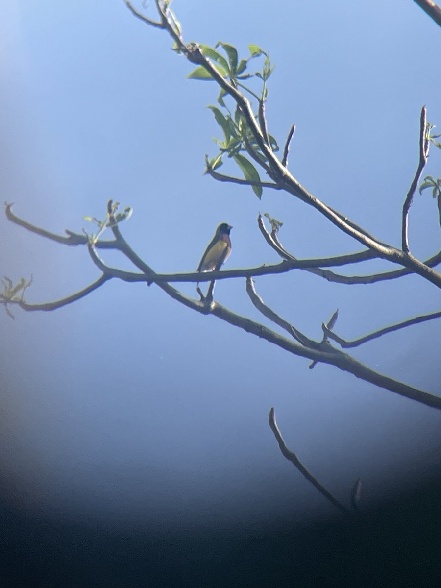 Gouldian Finch - ML633840775