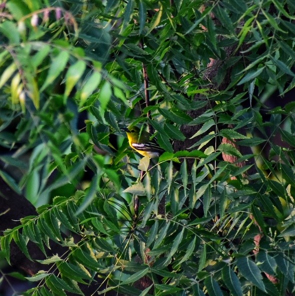 Common Iora - ML633840913