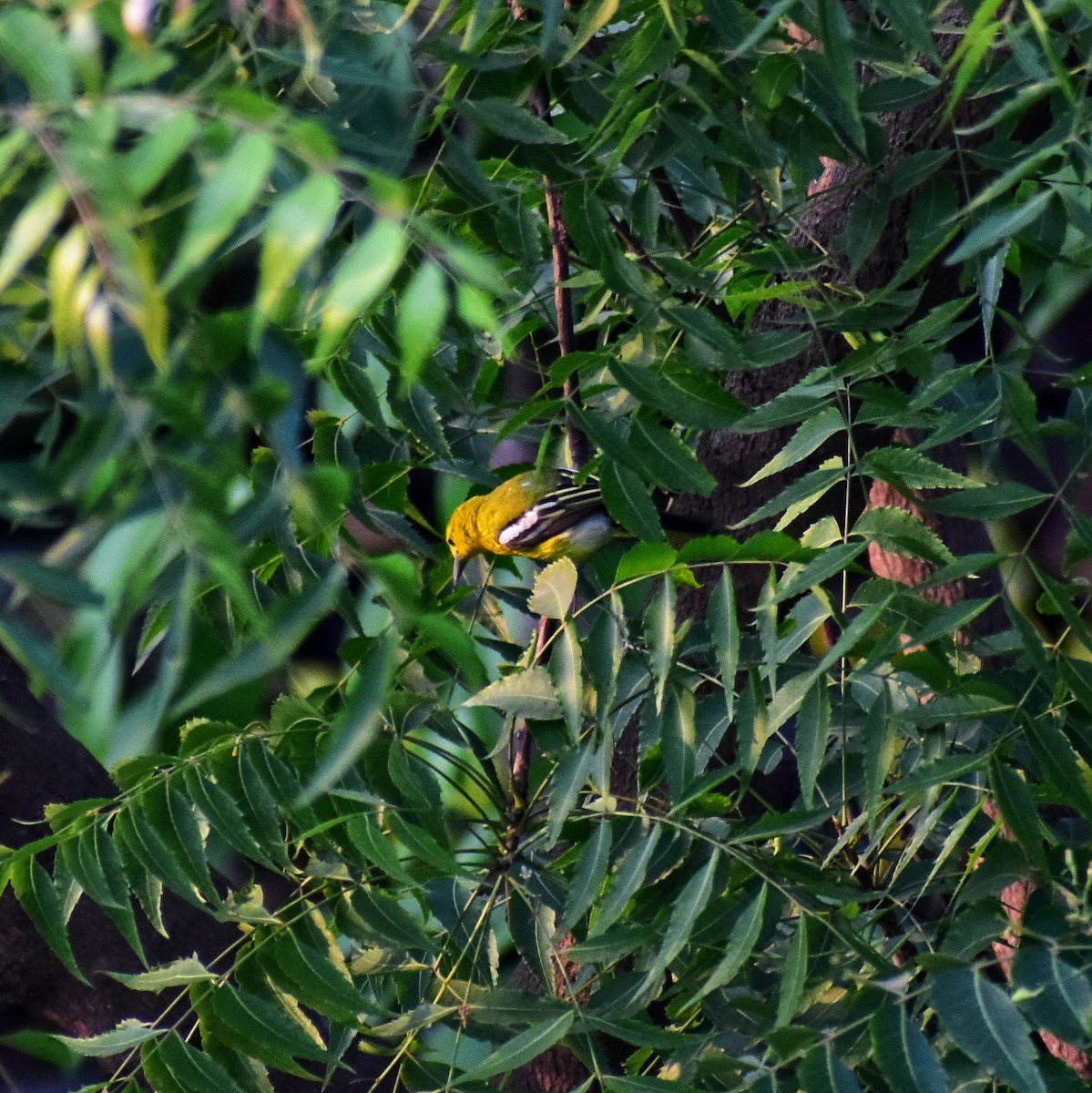 Common Iora - ML633840914