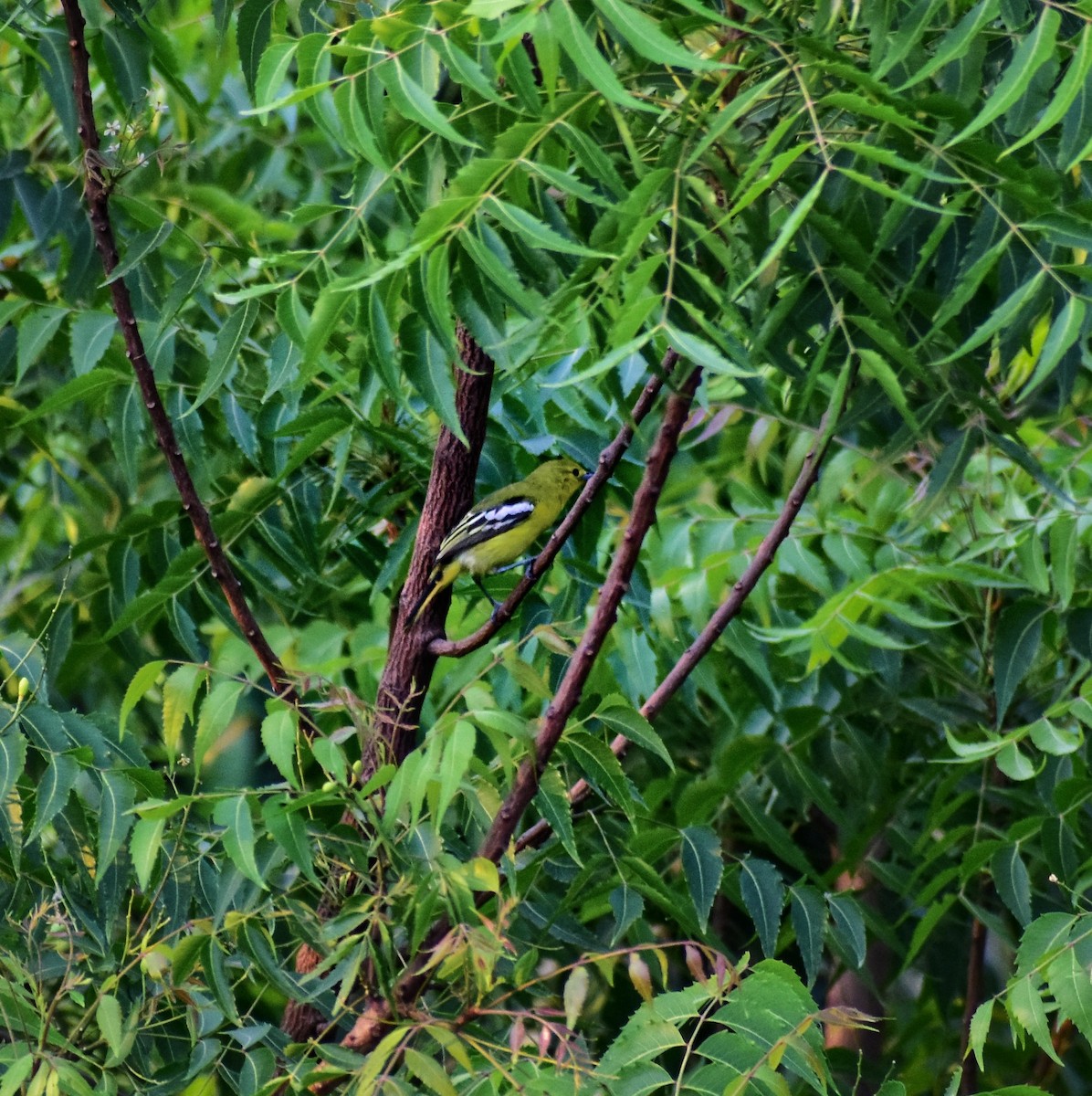 Common Iora - ML633840915