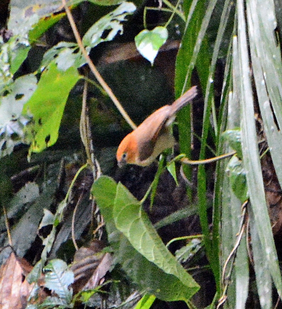 Rufous-headed Parrotbill - ML633840955