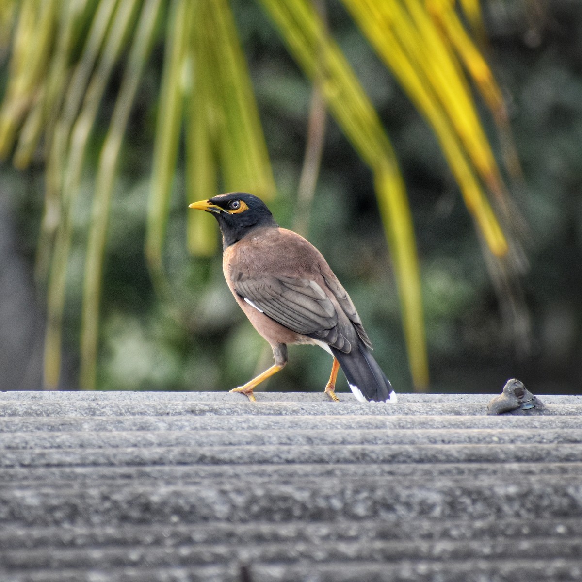 majna obecná - ML633840970