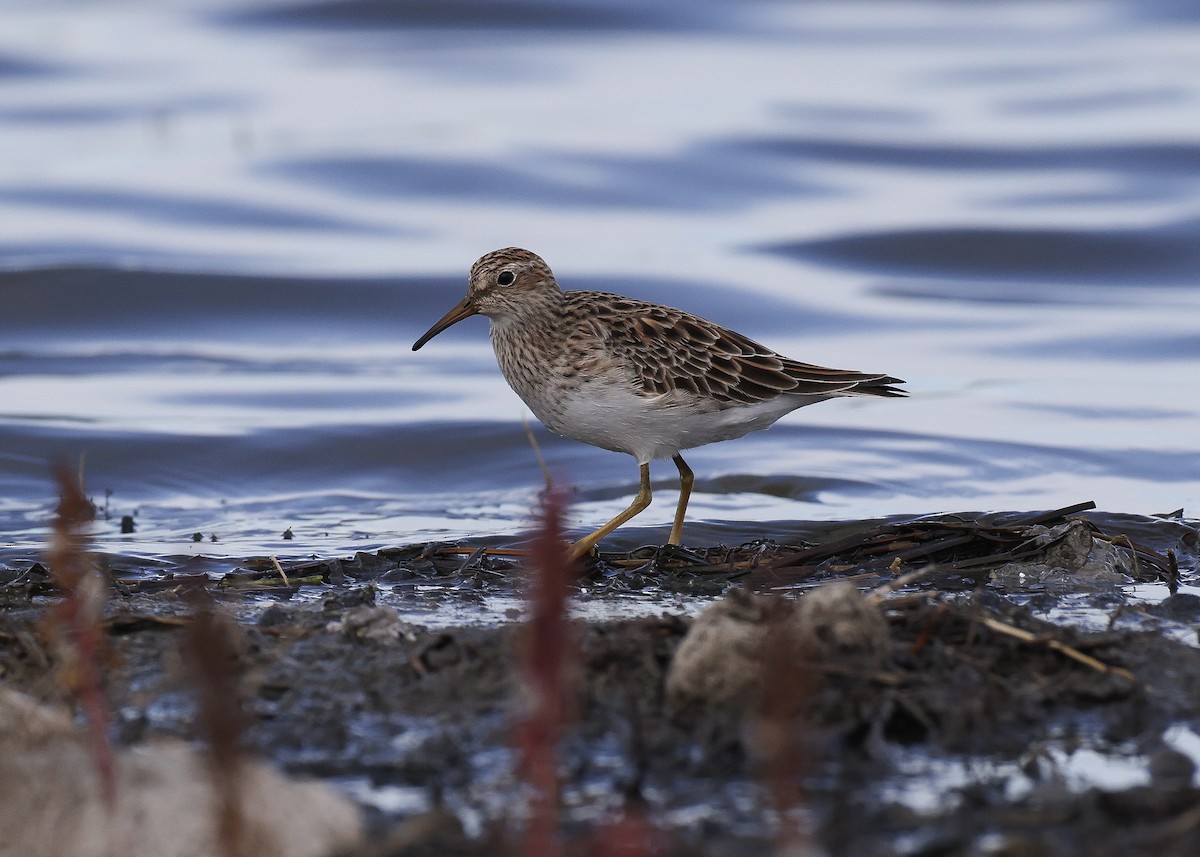 Graubrust-Strandläufer - ML633841145