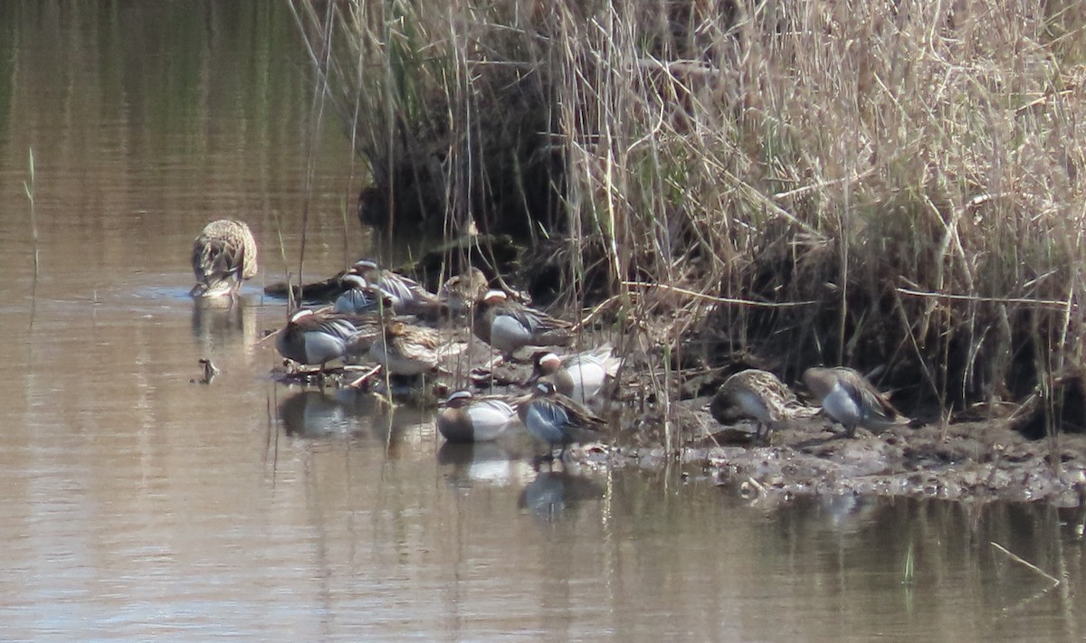 Garganey - ML633841158