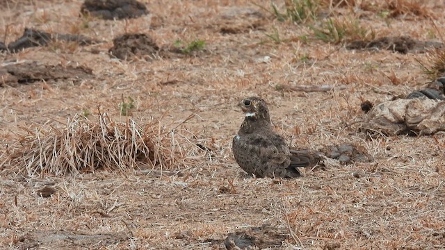 Nacunda Nighthawk - ML633841294