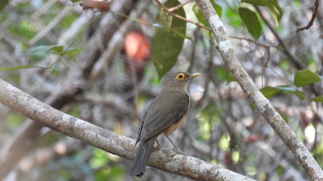 Spectacled Thrush - ML633841329