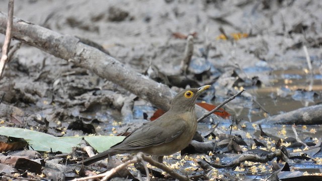 Spectacled Thrush - ML633841334
