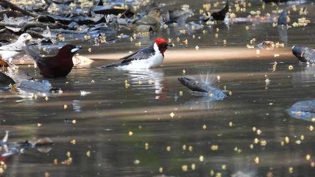 Masked Cardinal - ML633841346