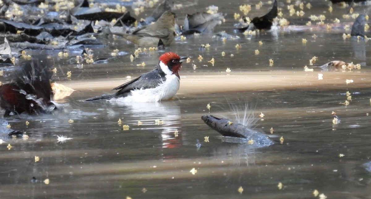 Masked Cardinal - ML633841352