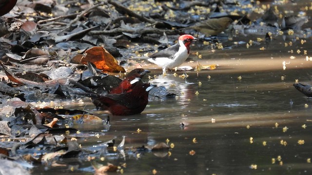 Silver-beaked Tanager - ML633841371