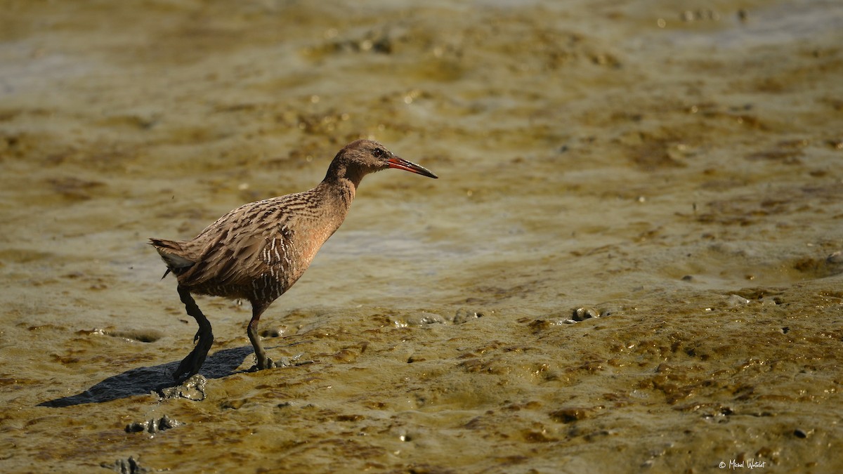Ridgway's Rail (San Francisco Bay) - ML633841475