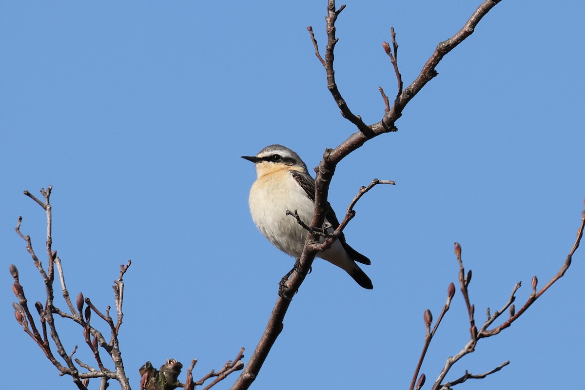 Адууч чогчиго - ML633841506