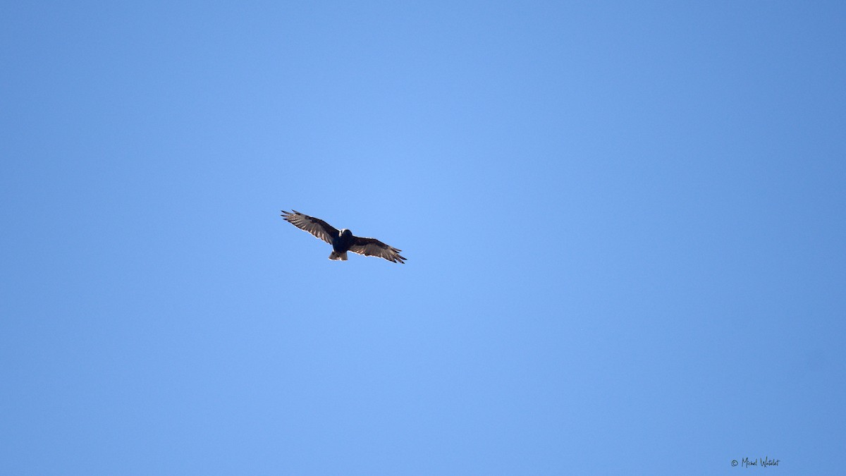 Hawaiian Hawk - ML633841509