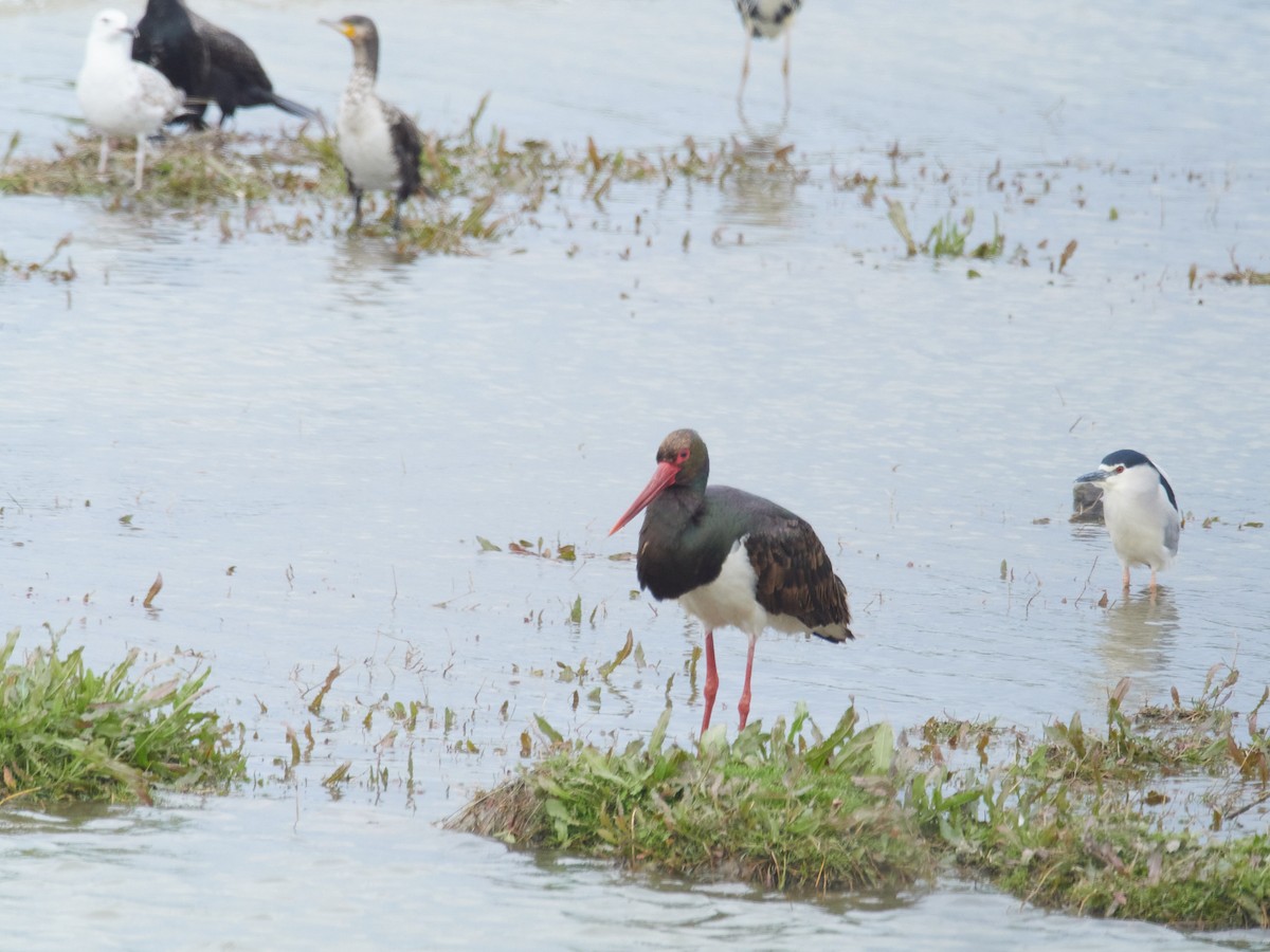 Black Stork - ML633841525