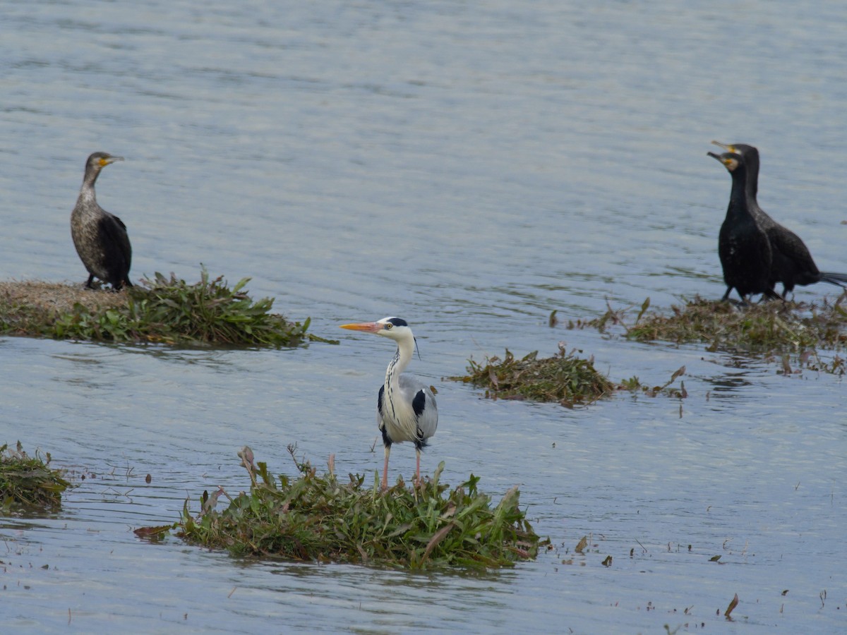 Gray Heron - ML633841541