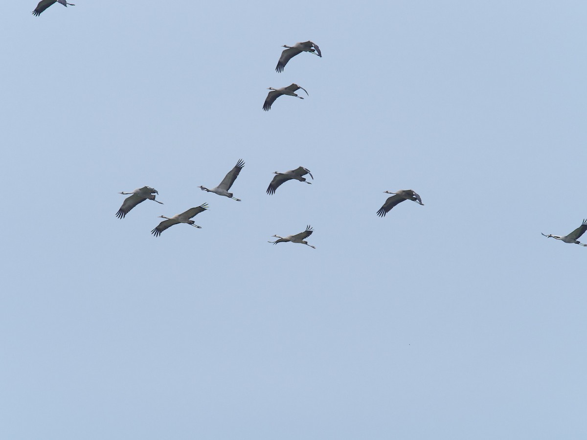 Common Crane - ML633841570