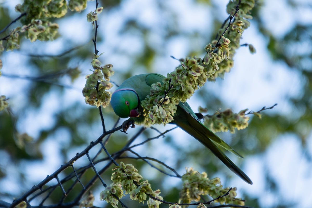 Rose-ringed Parakeet - ML633841618