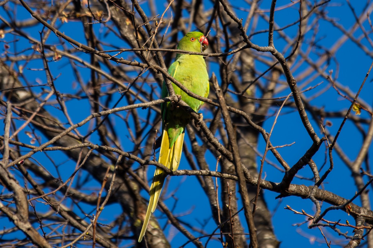 Rose-ringed Parakeet - ML633841619