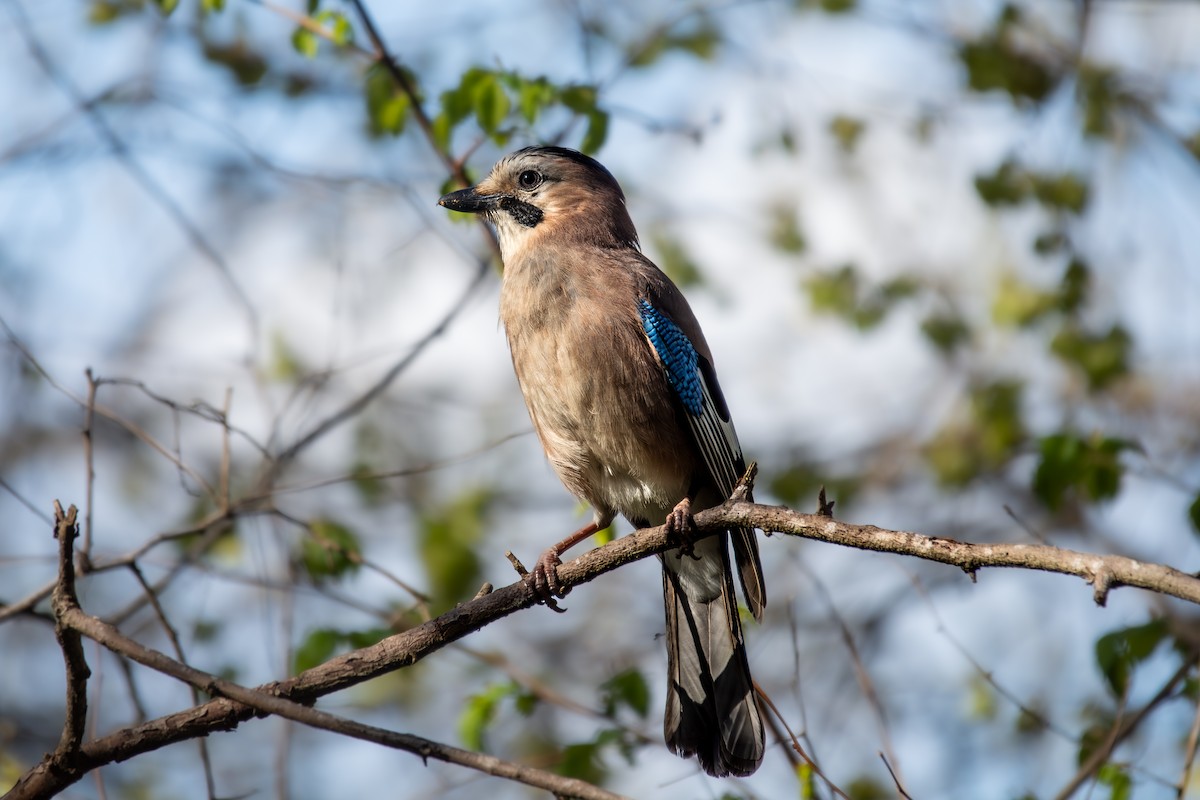 Eurasian Jay - ML633841620