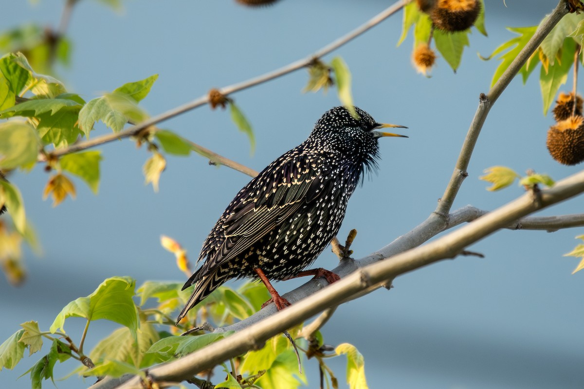 European Starling - ML633841652