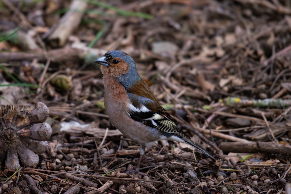 Common Chaffinch - ML633841654